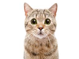 this is cat product
